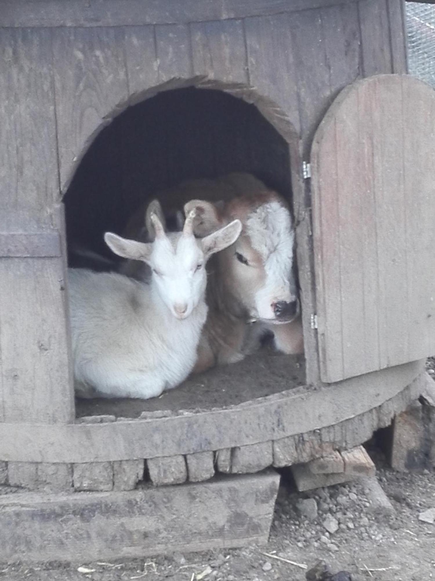 Grandola ed Uniti Agriturismo Barcola מראה חיצוני תמונה